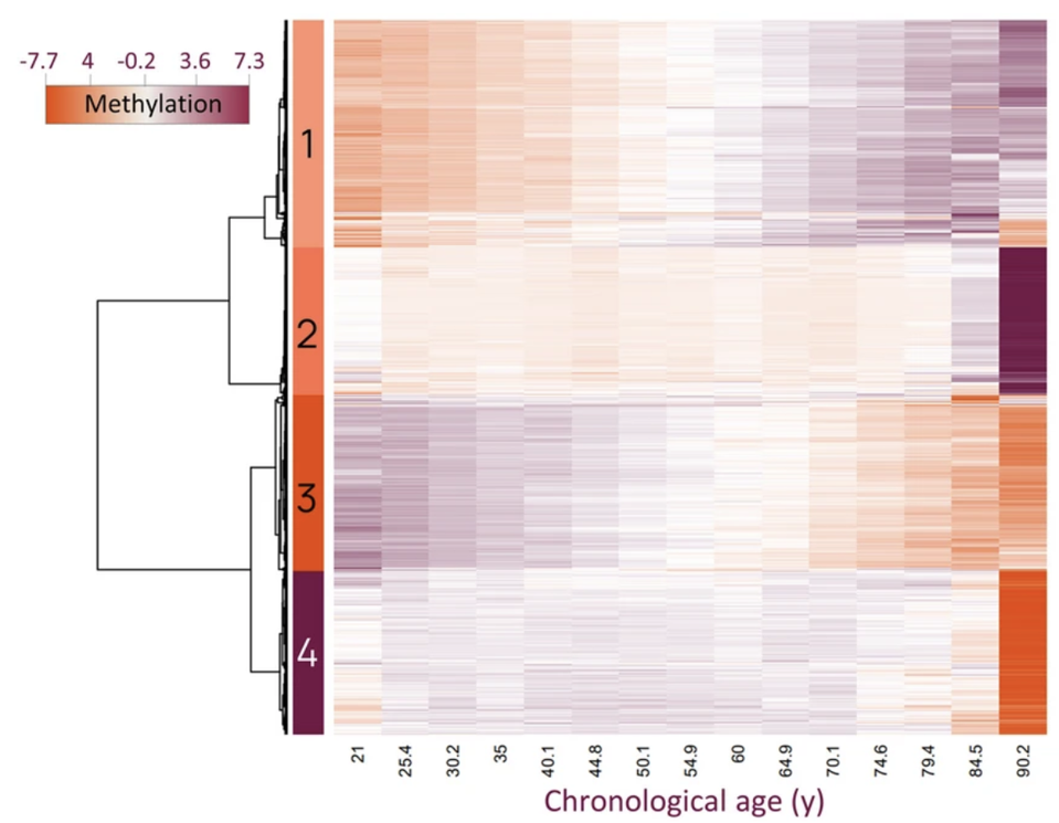 Heatmap showing methylation patterns for selected highly correlated and anti-correlated CpGs with age. The top four clusters were selected for enrichment analyses. The science behind an epigenetic clock.